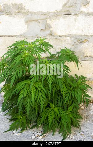 Ambroisie commune américaine sur fond de maçonnerie. Les jeunes buissons n'ont pas encore fleuri d'ambroisie. Mauvaise herbe. Plante dangereuse, arbustes Ambrosia Banque D'Images