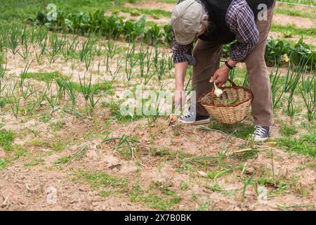 Un homme cueille des oignons dans un potager. Il porte un chapeau et un gilet Banque D'Images