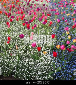 Un jardin aux couleurs vives avec des tulipes roses violettes et rouges poussant sur un fond de fleurs blanches et bleues Banque D'Images