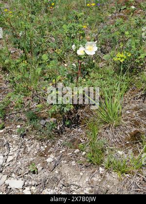 Les fleurs blanches de la rose Burnet Rosa spinosissima à la lisière d'une forêt près de Margetshöchheim en basse-Franconie Banque D'Images