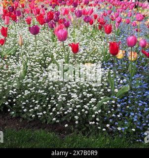 Un jardin aux couleurs vives avec des tulipes roses violettes et rouges poussant sur un fond de fleurs blanches et bleues Banque D'Images