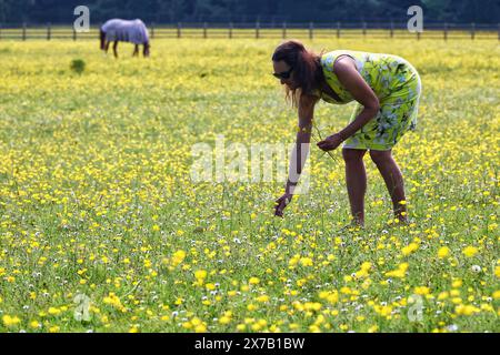 Alphington près d'Exeter, Devon, Royaume-Uni. 19 mai 2024. Météo Royaume-Uni : Buttercups et soleil à Alphington près de Exeter, Devon. Raich Keene sur la photo. Crédit : Nidpor/Alamy Live News Banque D'Images