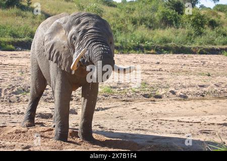 Afrikanischer Elefant / / de l'eléphant d'Afrique Loxodonta africana Banque D'Images