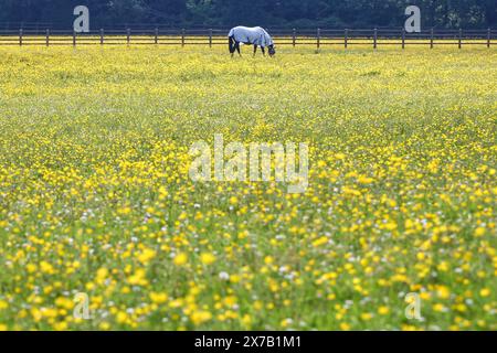 Alphington près d'Exeter, Devon, Royaume-Uni. 19 mai 2024. Météo Royaume-Uni : Buttercups et soleil à Alphington près de Exeter, Devon. Crédit : Nidpor/Alamy Live News Banque D'Images