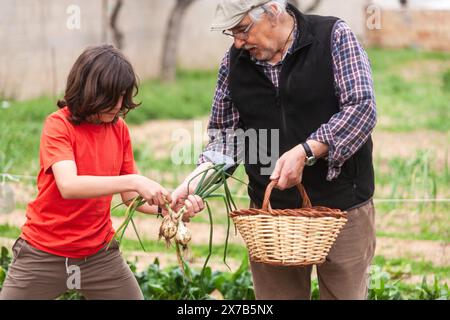 Grand-père et petit-fils aiment partager leur passion pour l'agriculture ensemble alors qu'ils récoltent les oignons que leur jardin durement gagné leur a donné. Banque D'Images