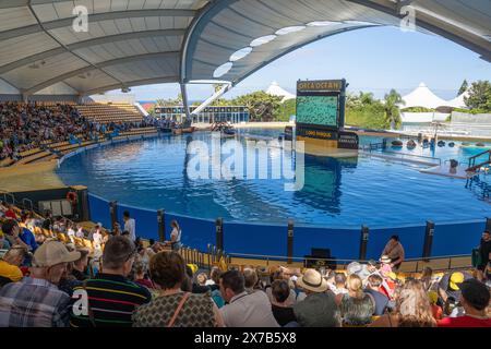 Puerto de la Cruz, Tenerife, Espagne - 08.12.2023 : les gens dans Loro Parque Orca, stands de piscine de dauphins Banque D'Images