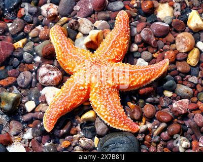 Plage de Red Rock, près de Dawlish, Devon, Royaume-Uni. 19 mai 2024. Météo Royaume-Uni : Starfish at Red Rock Beach, near Dawlish, Devon crédit : Nidpor/Alamy Live News Banque D'Images