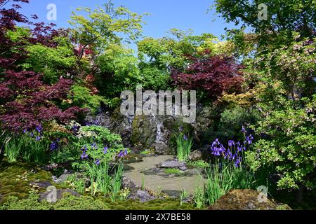 Royal Hospital, Chelsea, Londres, Royaume-Uni. 19 mai 2024. Les finitions sont apportées aux expositions de jardin et de plantes par une chaude journée avant que le RHS Chelsea Flower Show 2024 ouvre au public du 21 mai au 25 mai. Image : jardin du sanctuaire, jardin MOROTO no IE, conçu par Kazuyuki Ishihara. Les acers vibrants et une cascade qui culmine mélangent la beauté du monde naturel aux aspects pratiques de la vie de famille. Crédit : Malcolm Park/Alamy Live News Banque D'Images