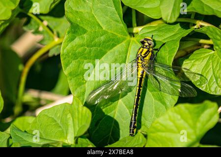 Libellule commune (Gomphus vulgatissimus) Banque D'Images