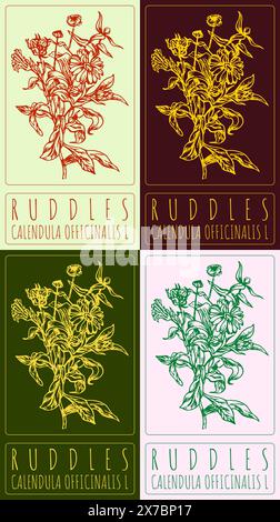 Ensemble de RUDDLES de dessin vectoriel en différentes couleurs. Illustration dessinée à la main. Le nom latin est CALENDULA OFFICINALIS L. Illustration de Vecteur