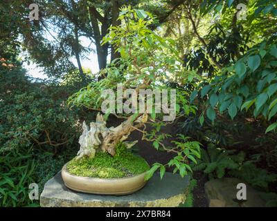 Beau bonsaï à feuilles caduques dans le jardin botanique de Prague. Le bonsaï est nain dans un pot en céramique, une miniature de la forme originale d'un grand arbre vieux Banque D'Images