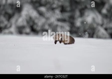 La martre joue dans la neige sur le toit de la maison. Banque D'Images