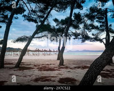 Port de Alcudia, Majorque, Îles Baléares, Espagne. Coucher de soleil sur une belle plage de sable, forêt de pins, mer Méditerranée. Banque D'Images