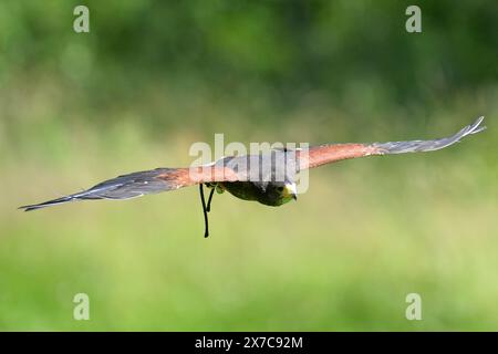 Olomouc, République tchèque. 19 mai 2024. Un faucon de Harris (Parabuteo unicinctus) dans une station de sauvetage d'oiseaux à Olomouc en République tchèque. Le faucon de Harris est remarquable pour son comportement de chasse coopérative en meutes composées de groupes tolérants. La nature sociale des faucons d'Harris a été attribuée à leur intelligence, ce qui les rend faciles à dresser et a fait d'eux un oiseau populaire pour la fauconnerie. (Crédit image : © Slavek Ruta/ZUMA Press Wire) USAGE ÉDITORIAL SEULEMENT! Non destiné à UN USAGE commercial ! Crédit : ZUMA Press, Inc/Alamy Live News Banque D'Images