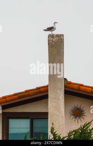 Mouette sur une cheminée de maison contre le ciel clair, bannière verticale, espace de copie Banque D'Images