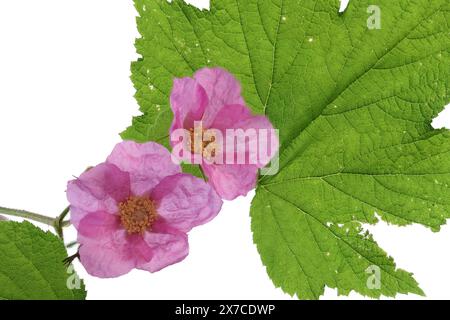 Deux délicates fleurs roses d'une framboise à fleurs violettes. Banque D'Images
