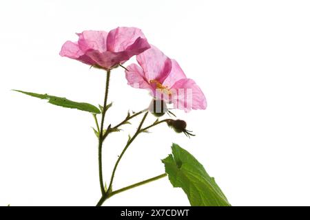 Deux délicates fleurs roses d'une framboise à fleurs violettes brillent sur un fond blanc. Banque D'Images