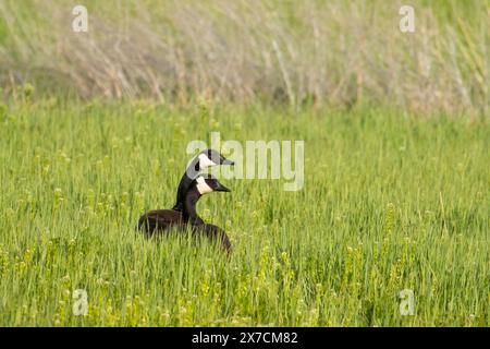 Bernaches du Canada (Branta canadensis), réserve nationale de faune de Malheur, Oregon Banque D'Images