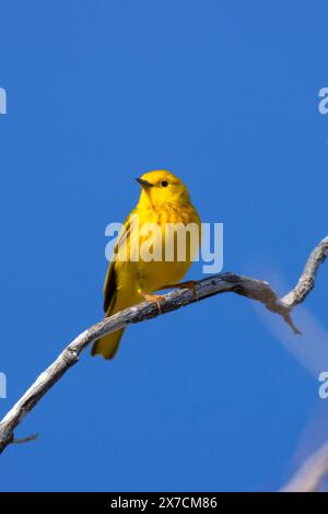 Paruline jaune (Setophaga petéchia), réserve naturelle nationale de Malheur, Oregon Banque D'Images