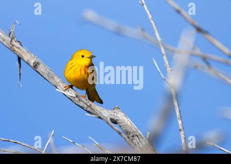 Paruline jaune (Setophaga petéchia), réserve naturelle nationale de Malheur, Oregon Banque D'Images