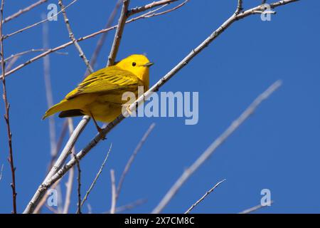 Paruline jaune (Setophaga petéchia), réserve naturelle nationale de Malheur, Oregon Banque D'Images