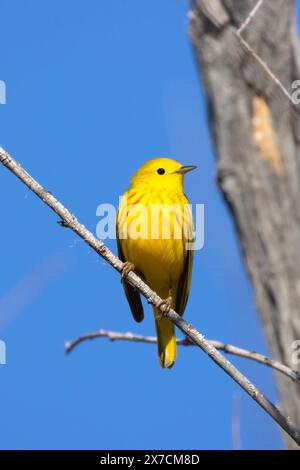 Paruline jaune (Setophaga petéchia), réserve naturelle nationale de Malheur, Oregon Banque D'Images