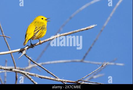 Paruline jaune (Setophaga petéchia), réserve naturelle nationale de Malheur, Oregon Banque D'Images