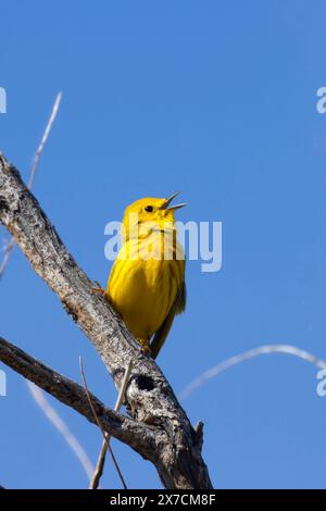 Paruline jaune (Setophaga petéchia), réserve naturelle nationale de Malheur, Oregon Banque D'Images