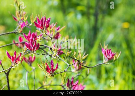 Les bourgeons roses de Rhododendron indicum sont sur fond vert flou, photo macro avec flou sélectif Banque D'Images