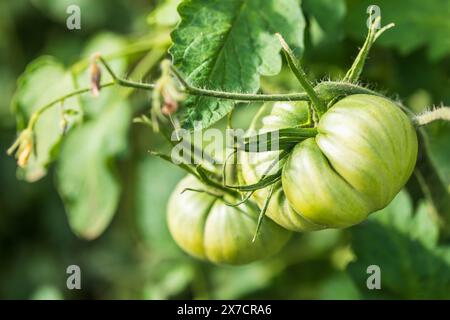 Les tomates vertes poussent dans un jardin par une journée ensoleillée, gros plan avec flou sélectif Banque D'Images