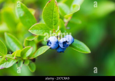 Photo macro de bleuets un jour d'été sur fond vert flou Banque D'Images