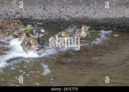 Canetons au bord de l'eau de l'étang Banque D'Images