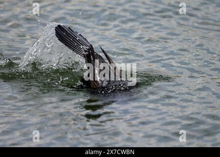 Pygmée cormoran dans le lac de Prespa en Grèce Banque D'Images