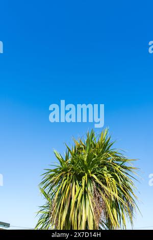 Palmier chou (Cordyline Australis) contre un ciel bleu beutiful en Portrait avec espace de copie Banque D'Images