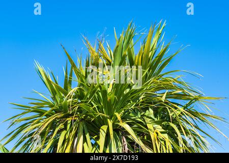 Palmier à chou (Cordyline Australis) contre un ciel bleu beutiful Banque D'Images