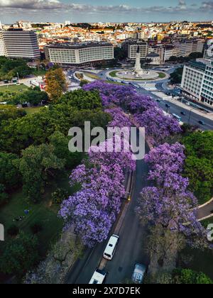 Vue aérienne par drone des arbres violets Jacaranda près du rond-point de la place Marquis de Pombal à Lisbonne, Portugal au parc Eduardo XII. Banque D'Images