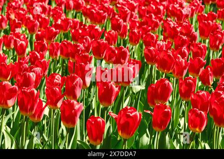 Fleurs de tulipes rouges étonnantes fleurissant dans un champ. Fond floral. Culture de tulipes. Paysage printanier. Banque D'Images
