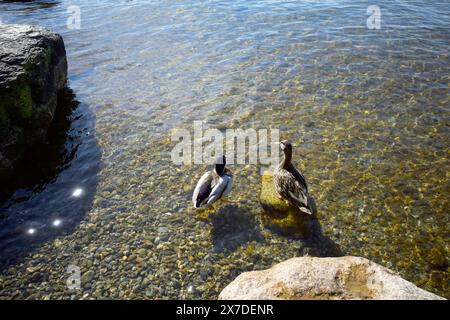 Deux canards dans l'eau Banque D'Images