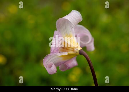 Strangly Pink Petals Curl on Avalanche Lily dans Mount Rainier Banque D'Images