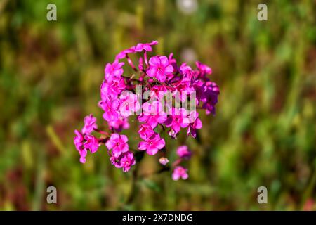 belles fleurs de phlox gros plan sur un fond naturel vert flou dans un jardin d'été Banque D'Images