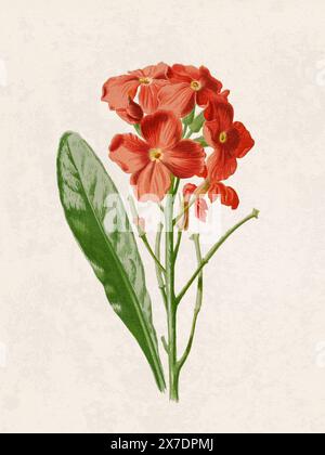 Belle illustration de fleurs florissantes. Aquarelle numérique avec inspiration vintage sur un fond beige grunge. Banque D'Images