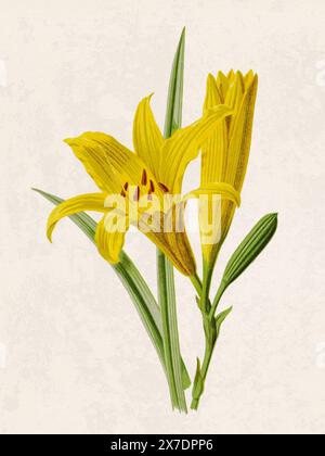 Belle illustration de fleurs florissantes. Aquarelle numérique avec inspiration vintage sur un fond beige grunge. Banque D'Images