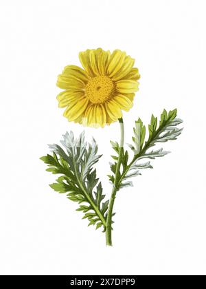 Belle illustration de fleurs florissantes. Aquarelle numérique avec inspiration vintage sur fond blanc. Banque D'Images