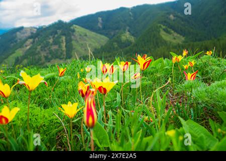 Tulipes jaunes sauvages dans les montagnes TRANS-Ili Alatau. Flore du Kazakhstan. Banque D'Images