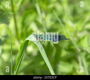 Belle Damoiselle Damselfly Calopteryx Virgo Banque D'Images