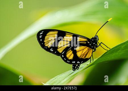 Papillon Amberwing tacheté avec fond vert clair lisse Banque D'Images