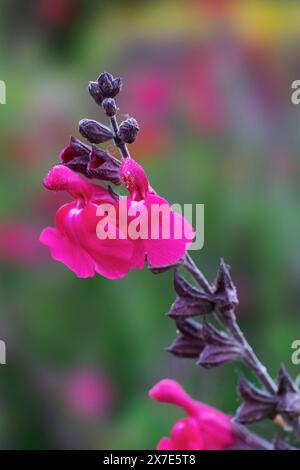 Gros plan de fleurs rouges de sauge bébé Banque D'Images