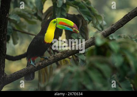 Toucan bondé à quille perché en gros plan Banque D'Images