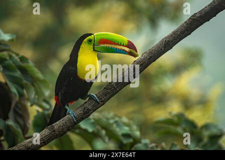 Toucan bondé à quille perché en gros plan Banque D'Images