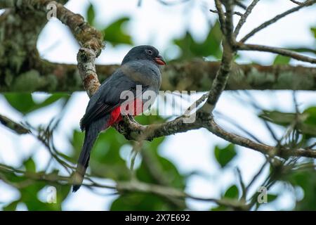 Trogon femelle à queue lamellée perché Banque D'Images